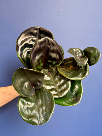 Geogenanthus Ciliatus Midnight Pearl - Jewel Plant