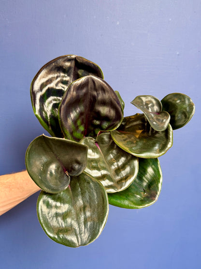 Geogenanthus Ciliatus Midnight Pearl - Jewel Plant