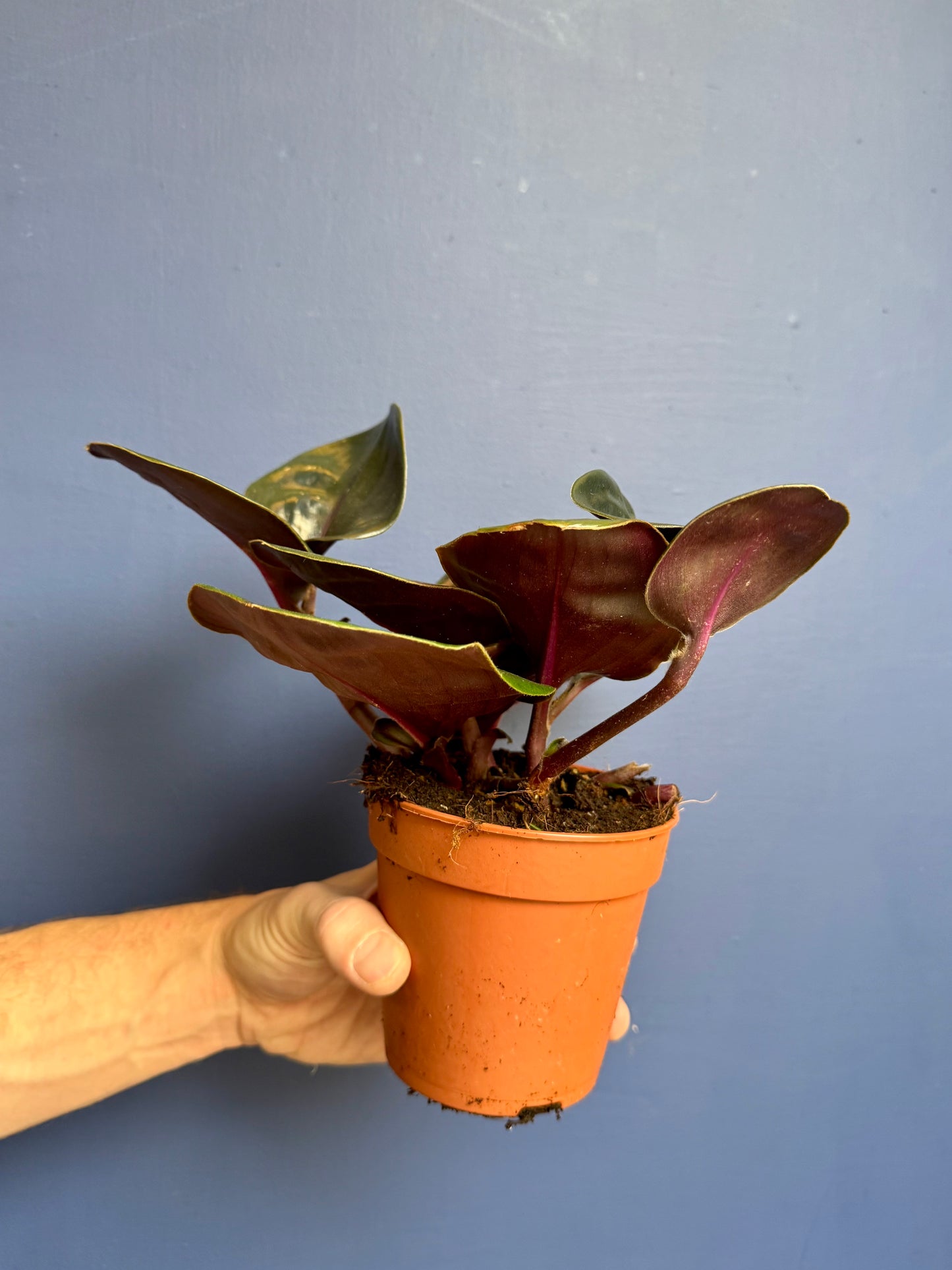 Geogenanthus Ciliatus Midnight Pearl - Jewel Plant