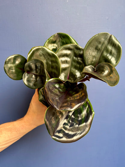 Geogenanthus Ciliatus Midnight Pearl - Jewel Plant