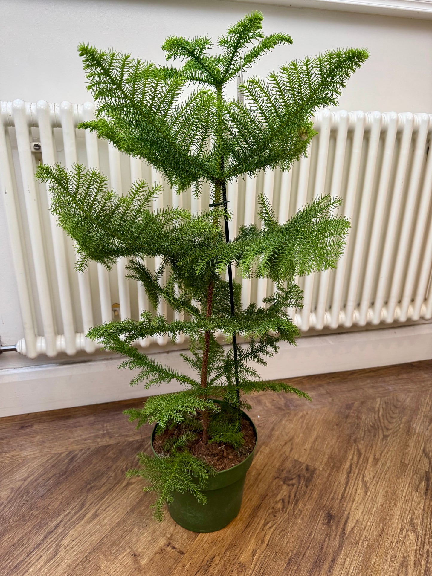 Araucaria Heterophylla - Norfolk Island Pine