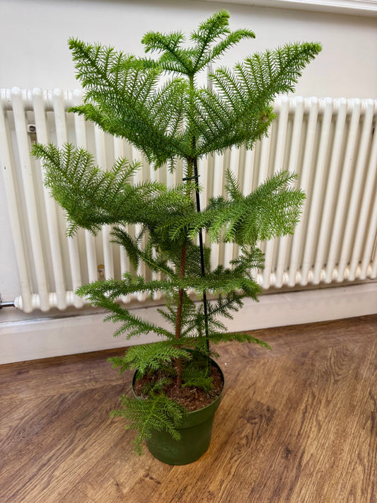 Araucaria Heterophylla - Norfolk Island Pine