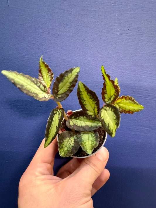 Pellionia Repens - Trailing Watermelon Begonia