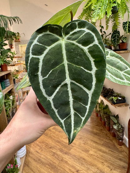 Anthurium Crystallinum - Crystal Anthurium