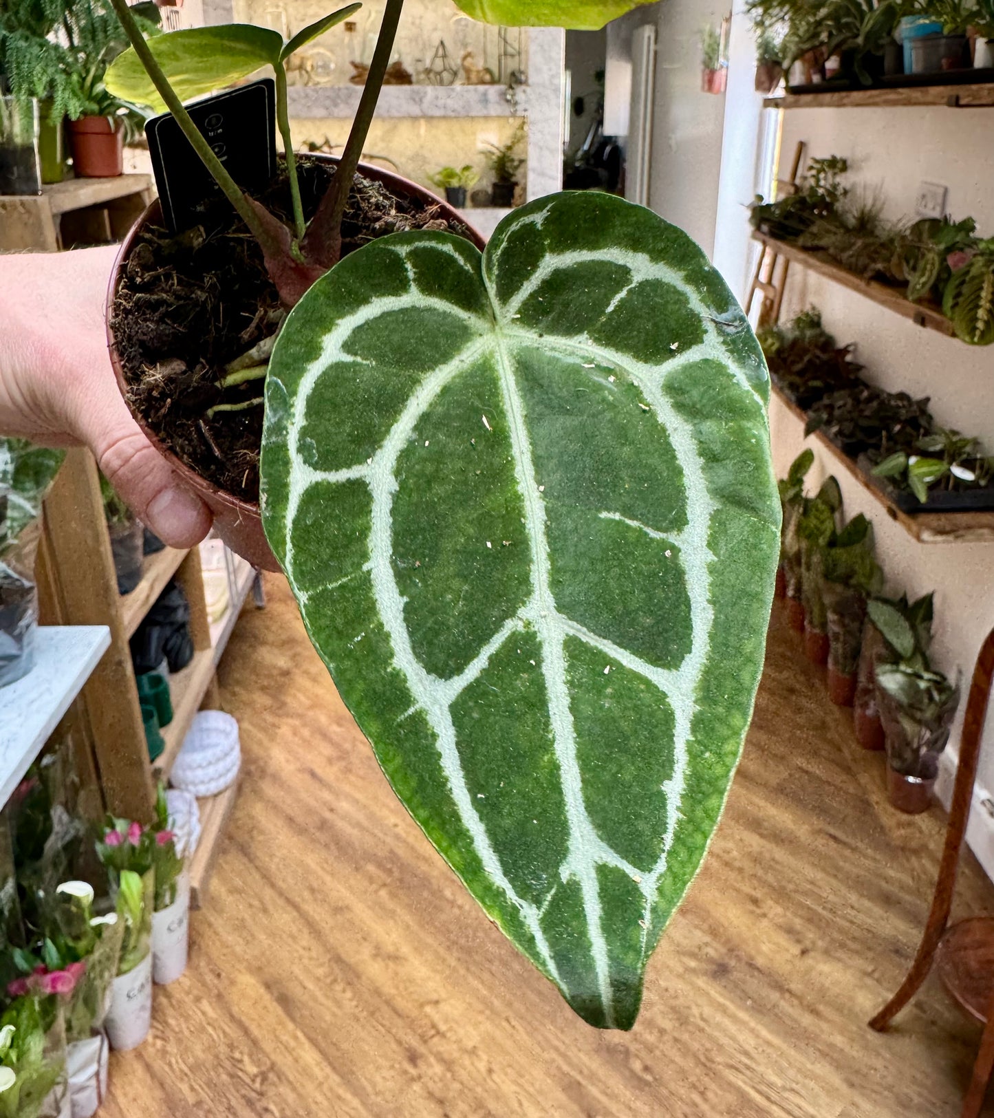 Anthurium Crystallinum - Crystal Anthurium