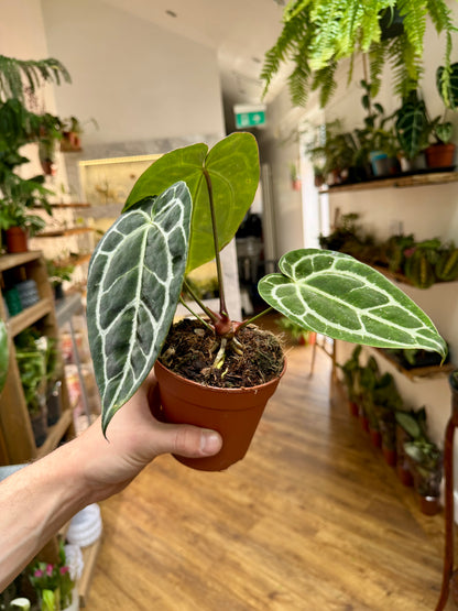 Anthurium Crystallinum - Crystal Anthurium