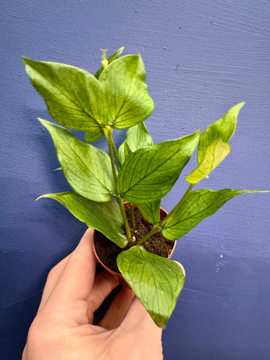 Baby Hoya Polyneura - Fishtail Hoya Plant