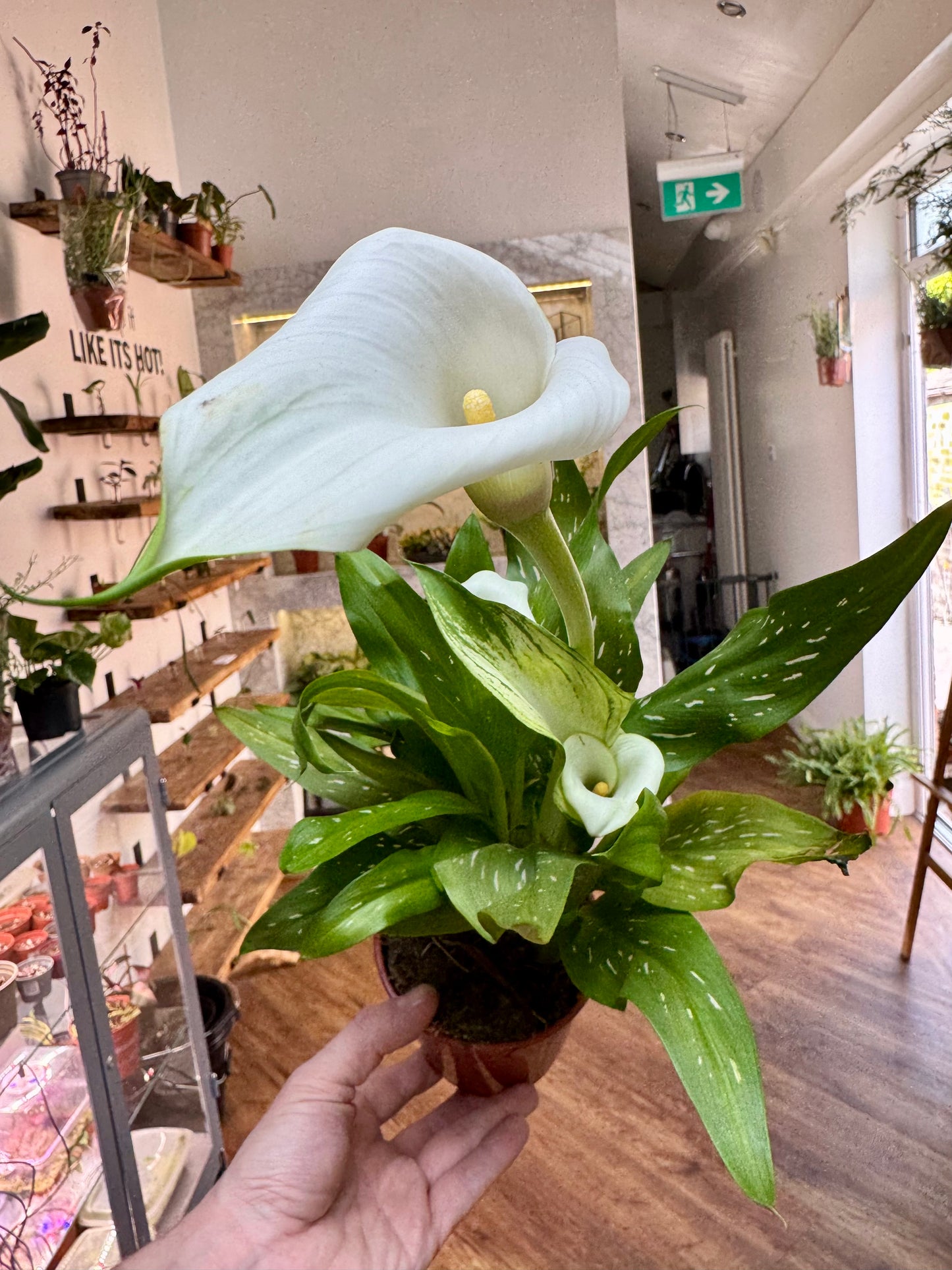 Zantedeschia - Calla Lily