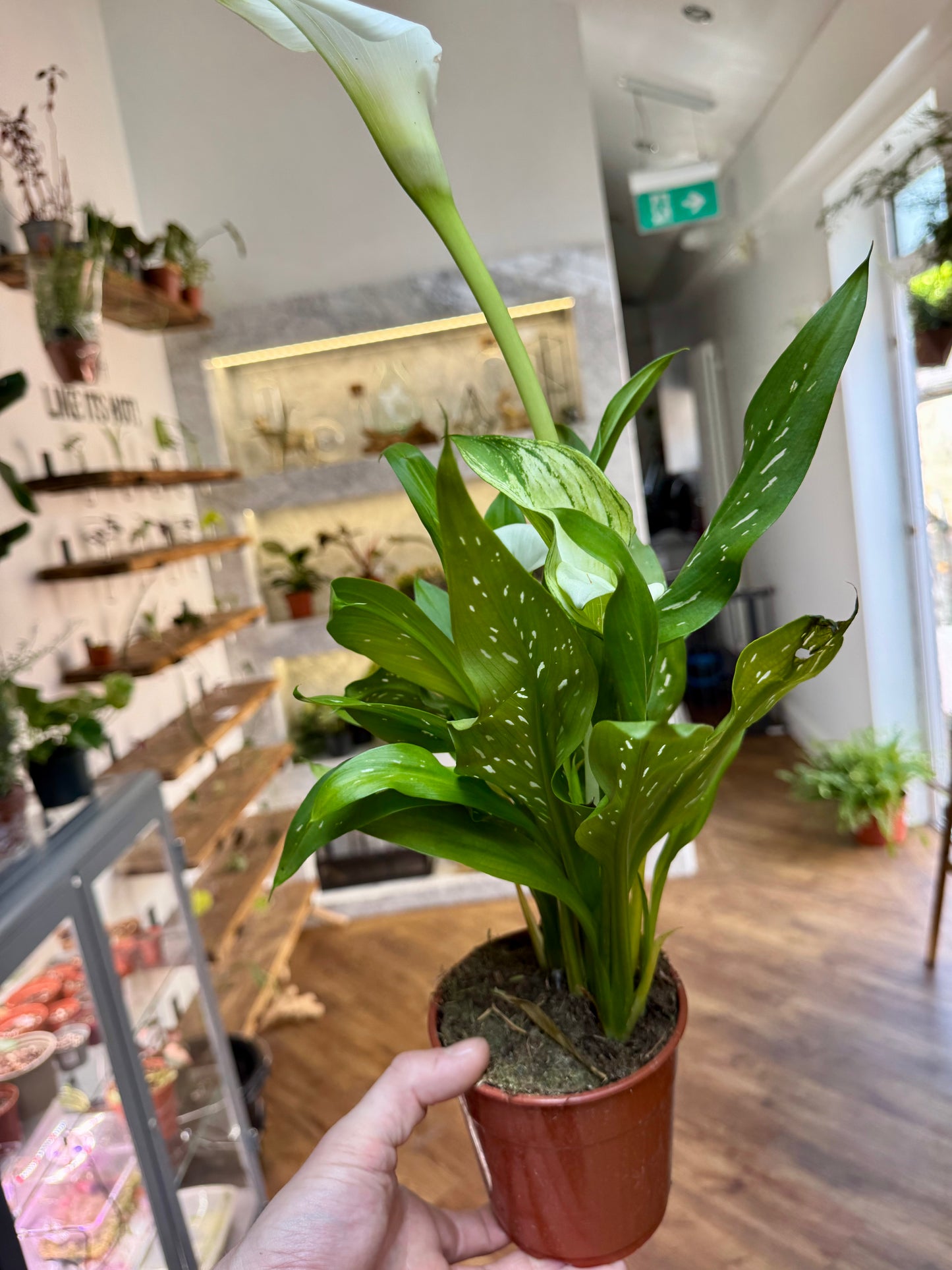 Zantedeschia - Calla Lily