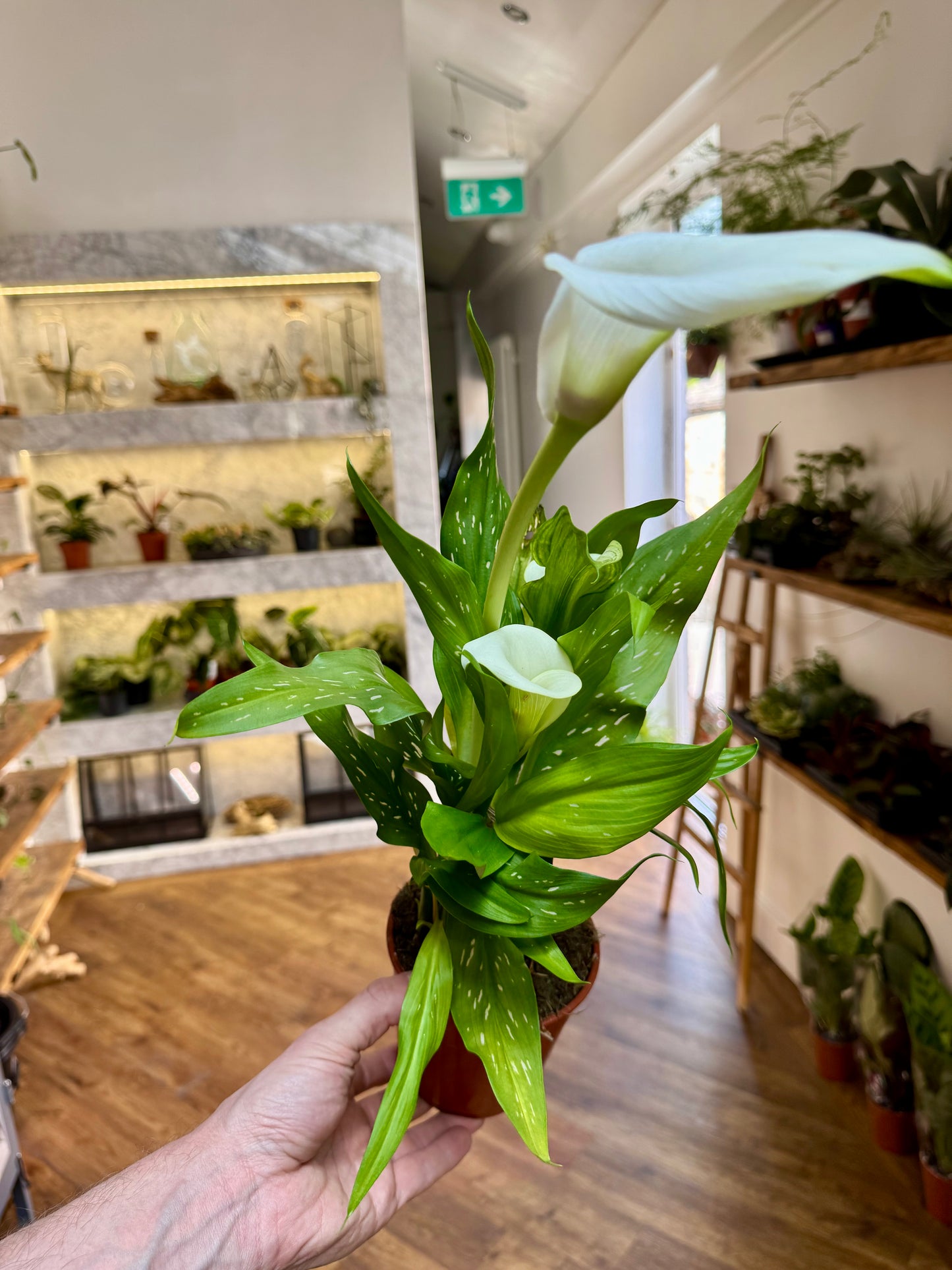 Zantedeschia - Calla Lily