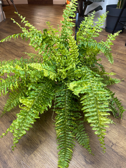 Nephrolepis Exaltata Variegata - Boston Tiger Fern Variegated