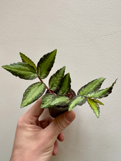 Pellionia Repens - Trailing Watermelon Begonia