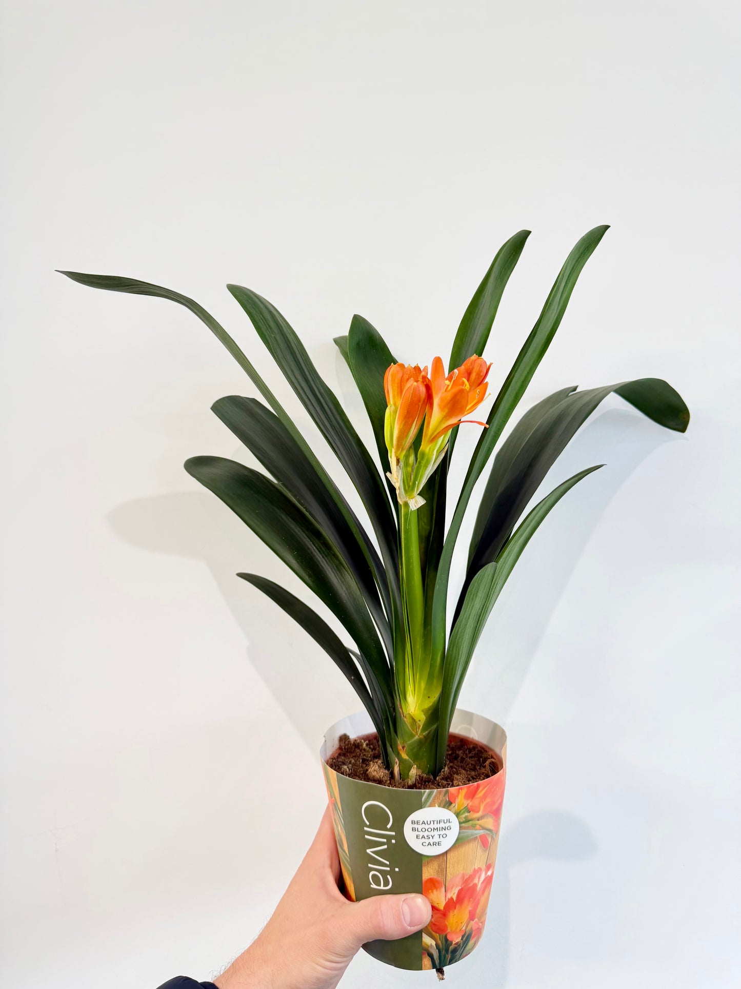 Kaffir Lily - Clivia Miniata