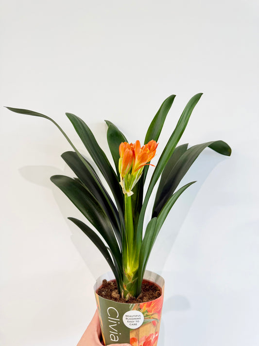 Kaffir Lily - Clivia Miniata