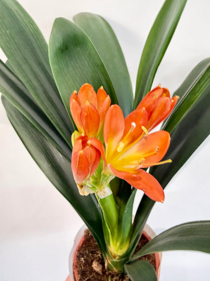 Kaffir Lily - Clivia Miniata