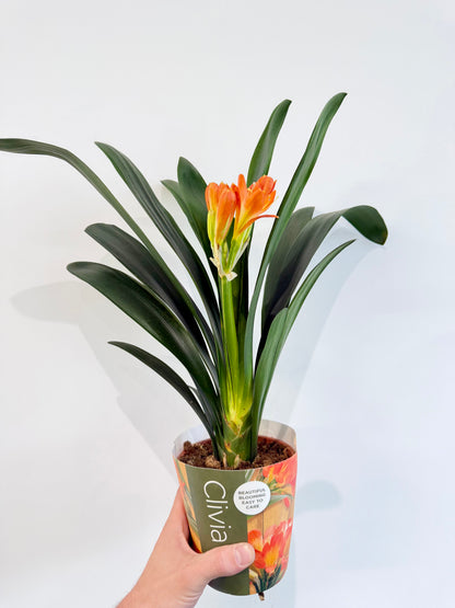 Kaffir Lily - Clivia Miniata