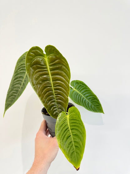 King Anthurium - Anthurium Veitchii