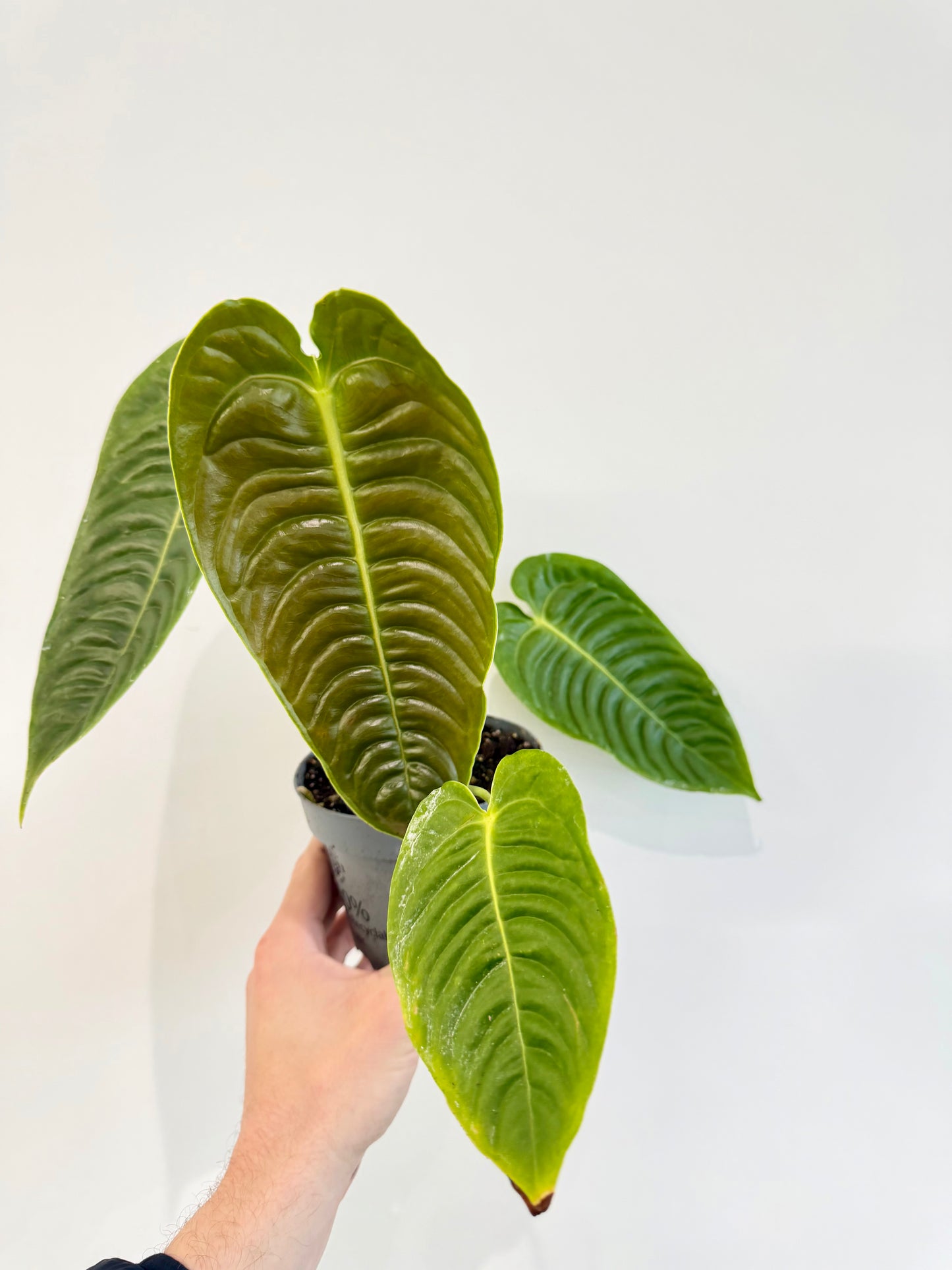 King Anthurium - Anthurium Veitchii