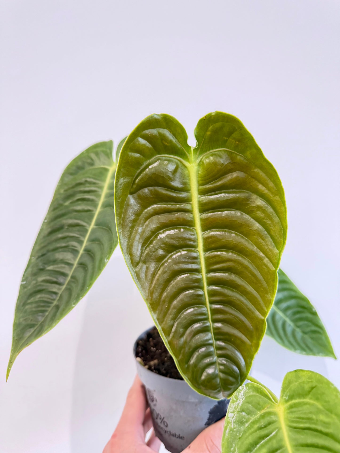 King Anthurium - Anthurium Veitchii