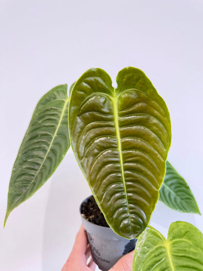 King Anthurium - Anthurium Veitchii