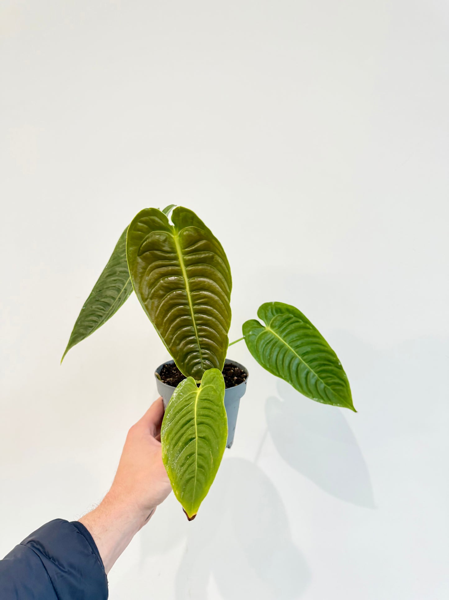 King Anthurium - Anthurium Veitchii