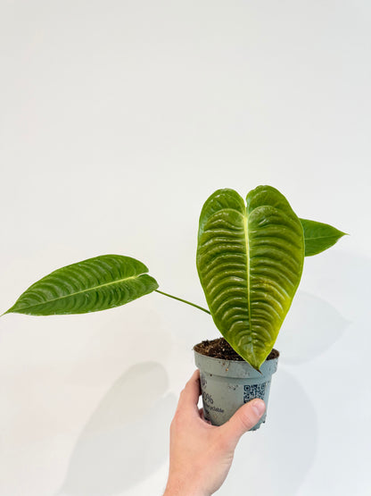 King Anthurium - Anthurium Veitchii