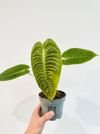 King Anthurium - Anthurium Veitchii