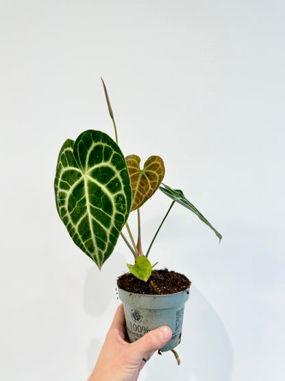 Cardboard Anthurium - Anthurium Clarinervium