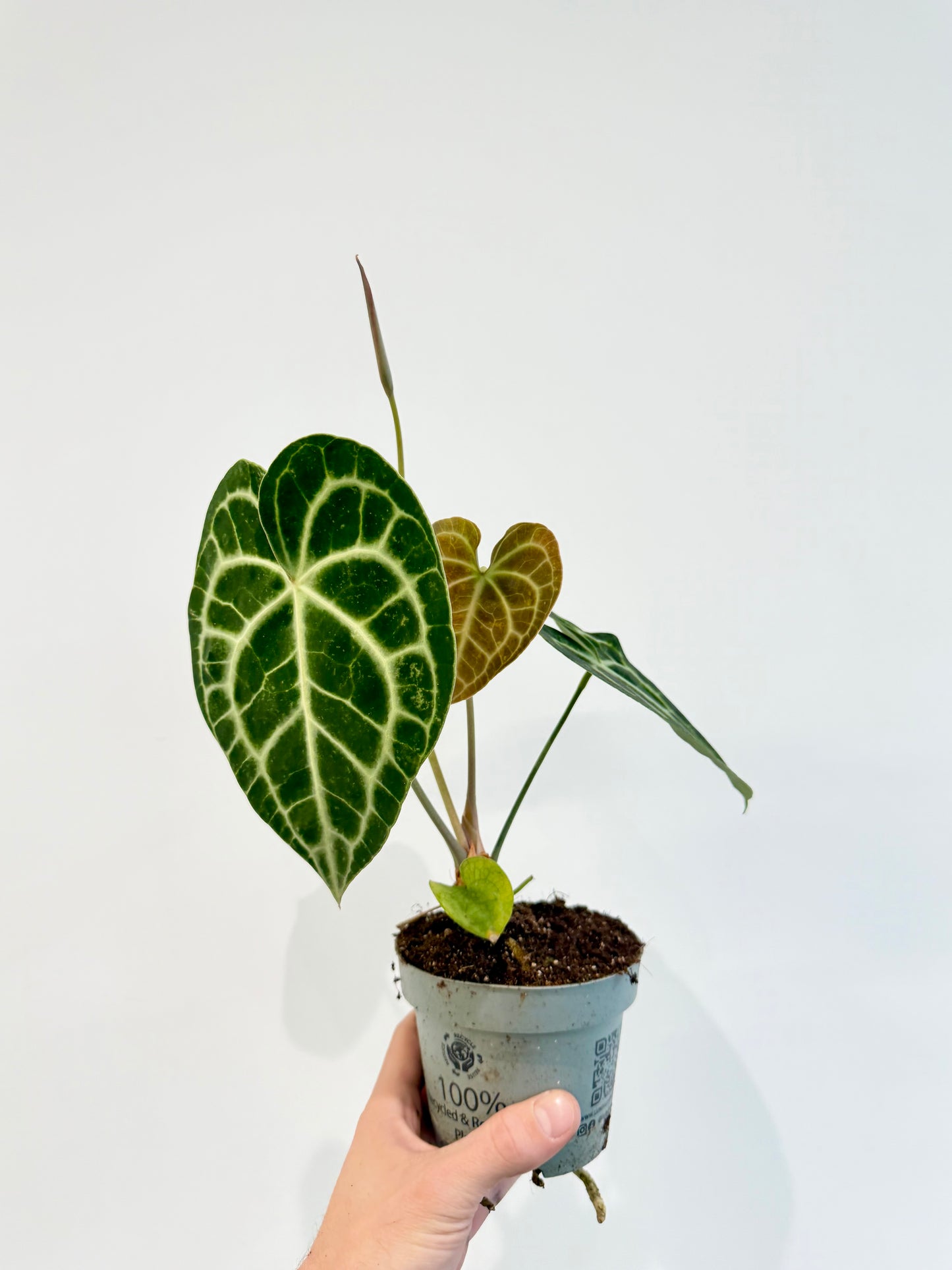 Cardboard Anthurium - Anthurium Clarinervium