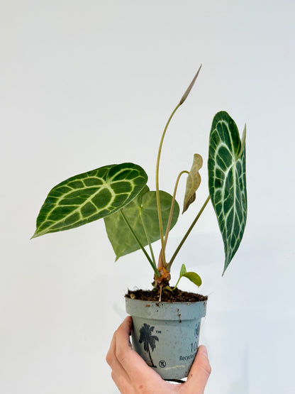 Cardboard Anthurium - Anthurium Clarinervium