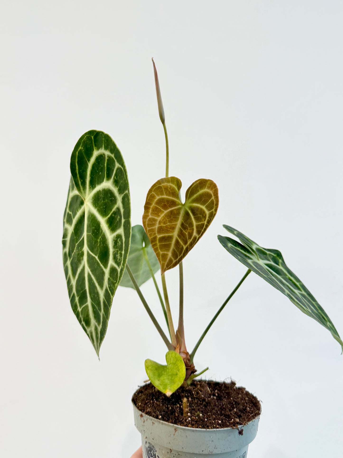 Cardboard Anthurium - Anthurium Clarinervium