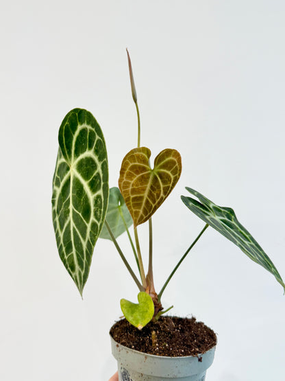 Cardboard Anthurium - Anthurium Clarinervium