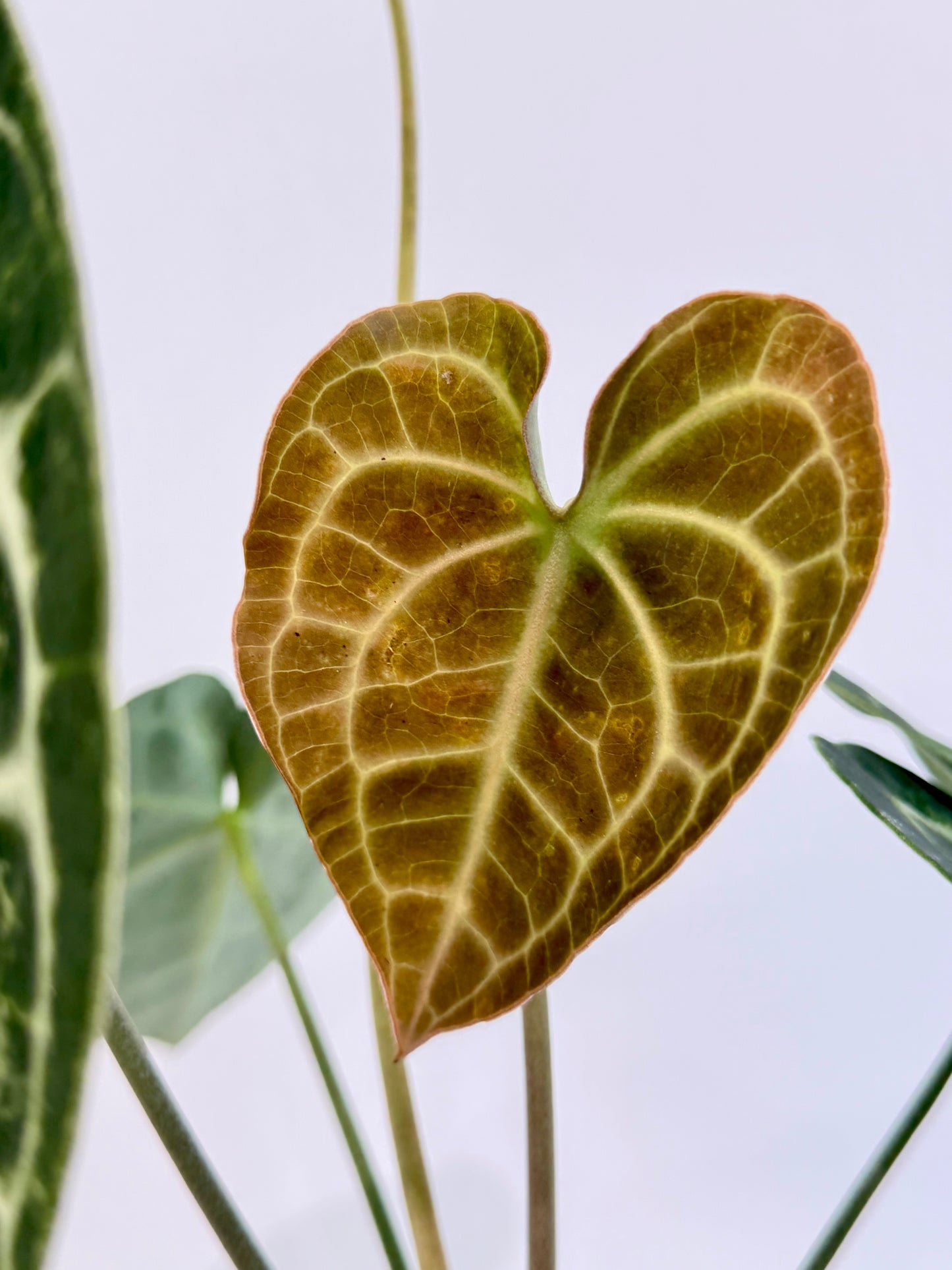 Cardboard Anthurium - Anthurium Clarinervium