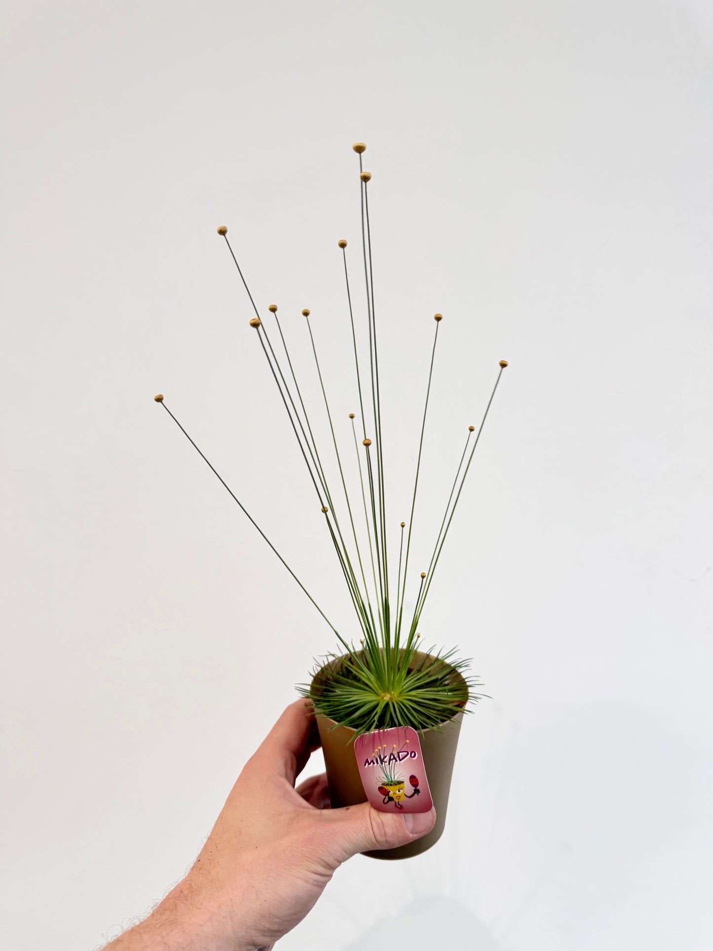 Mikado Grass - Syngonanthus Mikado