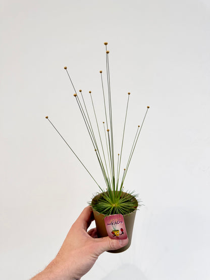 Mikado Grass - Syngonanthus Mikado