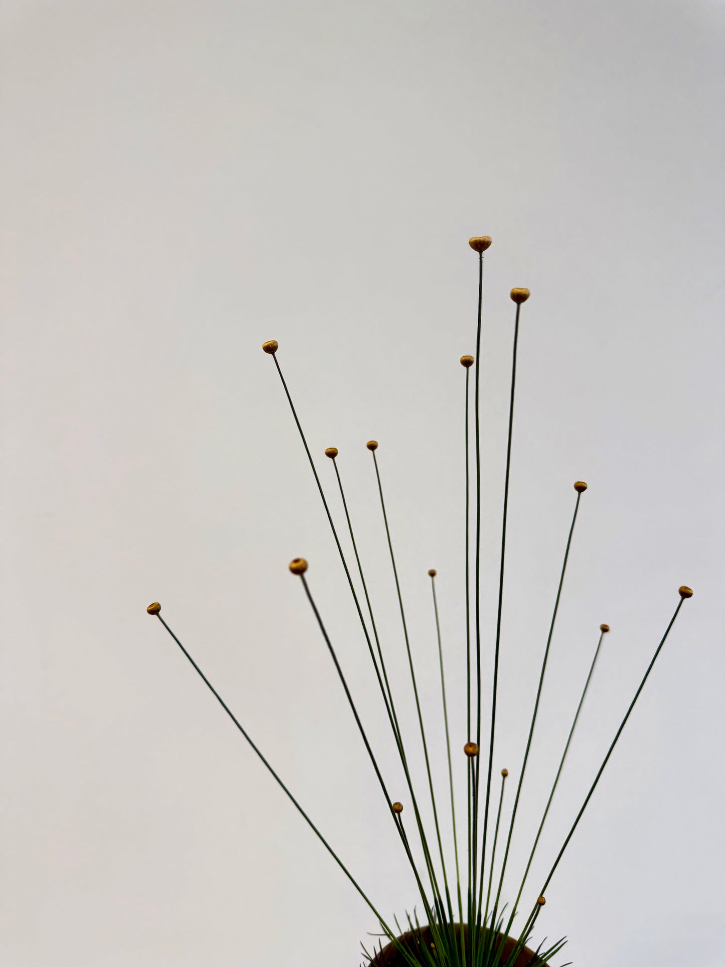 Mikado Grass - Syngonanthus Mikado