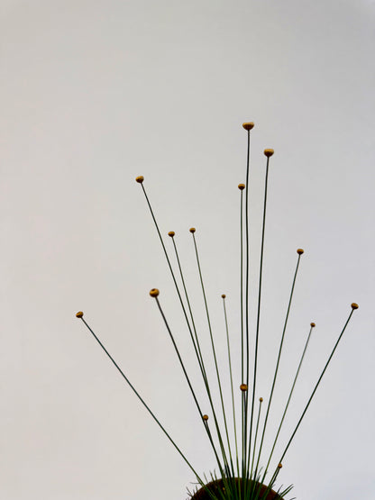 Mikado Grass - Syngonanthus Mikado