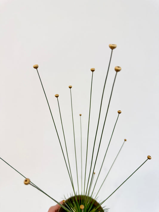 Mikado Grass - Syngonanthus Mikado