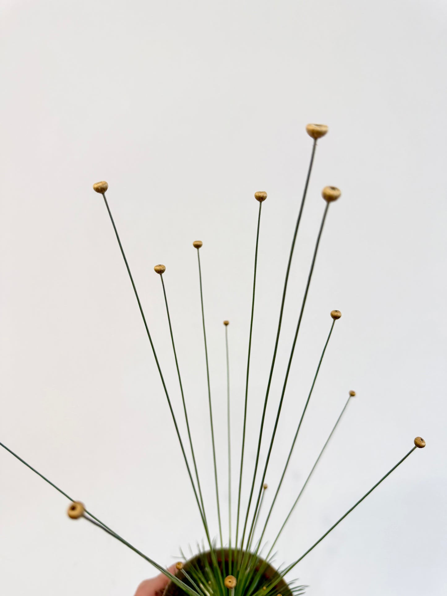 Mikado Grass - Syngonanthus Mikado