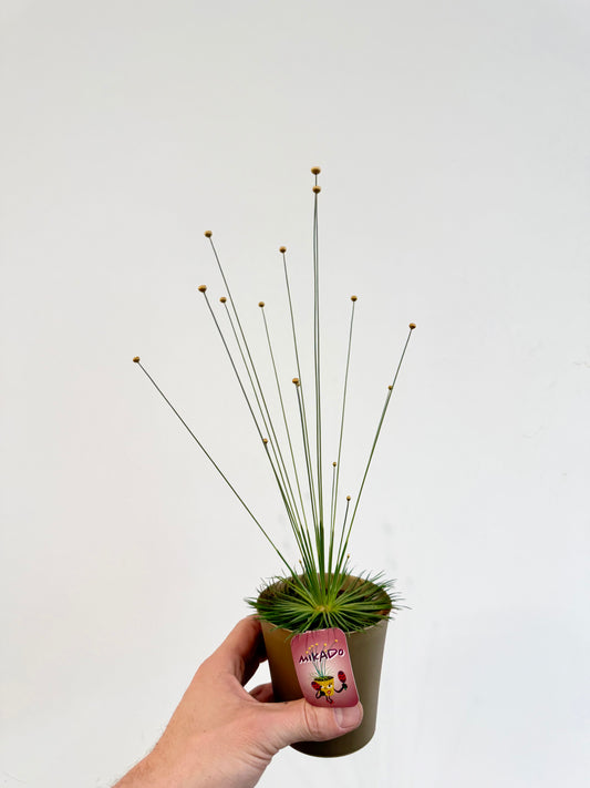 Mikado Grass - Syngonanthus Mikado