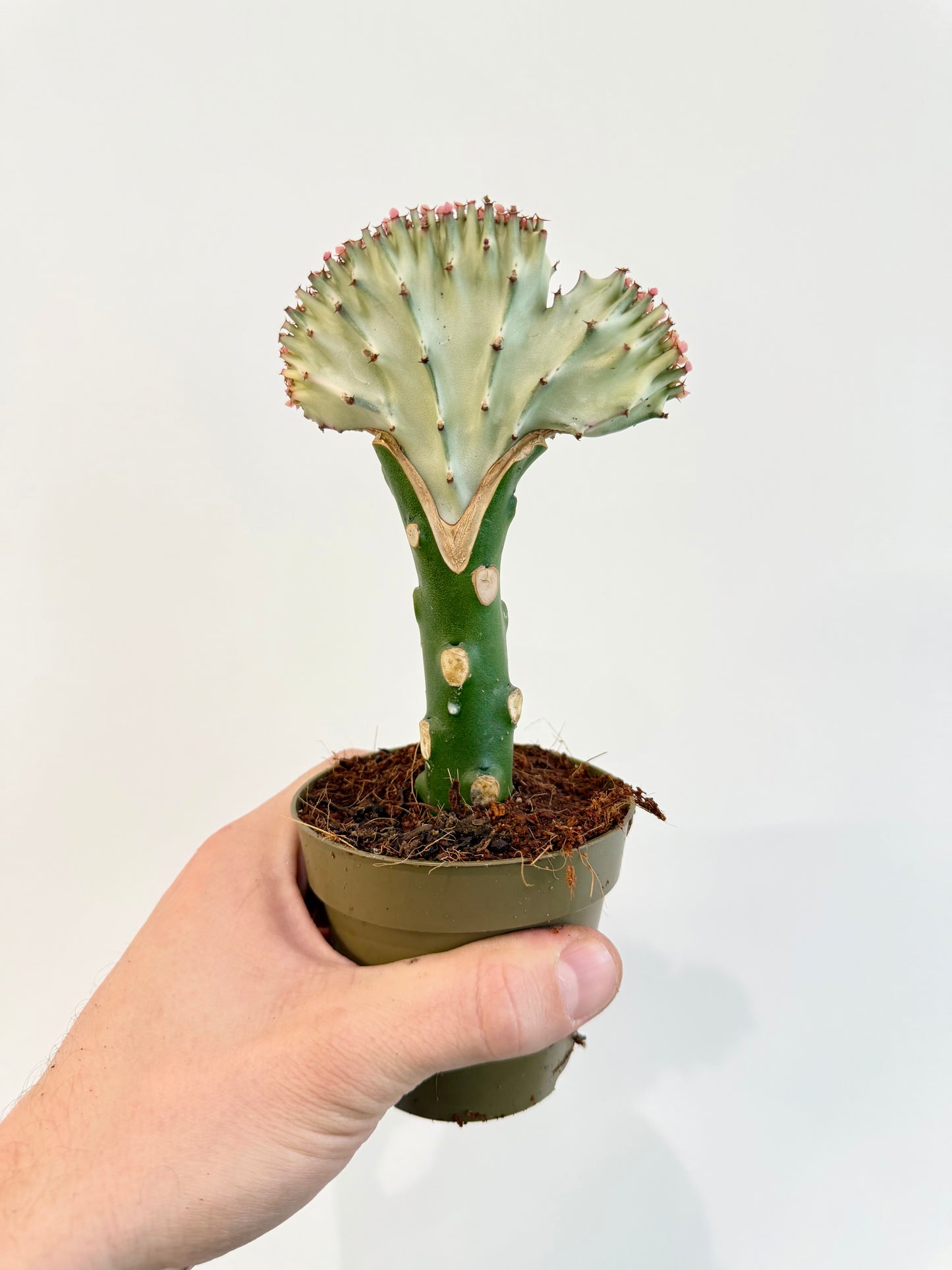 Coral / Mermaid Cactus - Euphorbia Lactea