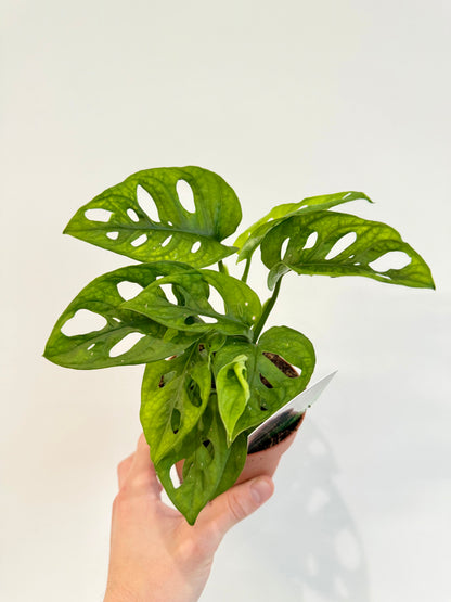 Monstera Monkey Mask - Monstera Adansonii