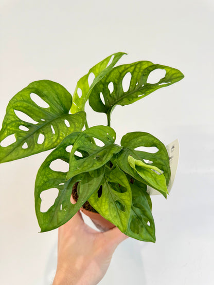 Monstera Monkey Mask - Monstera Adansonii