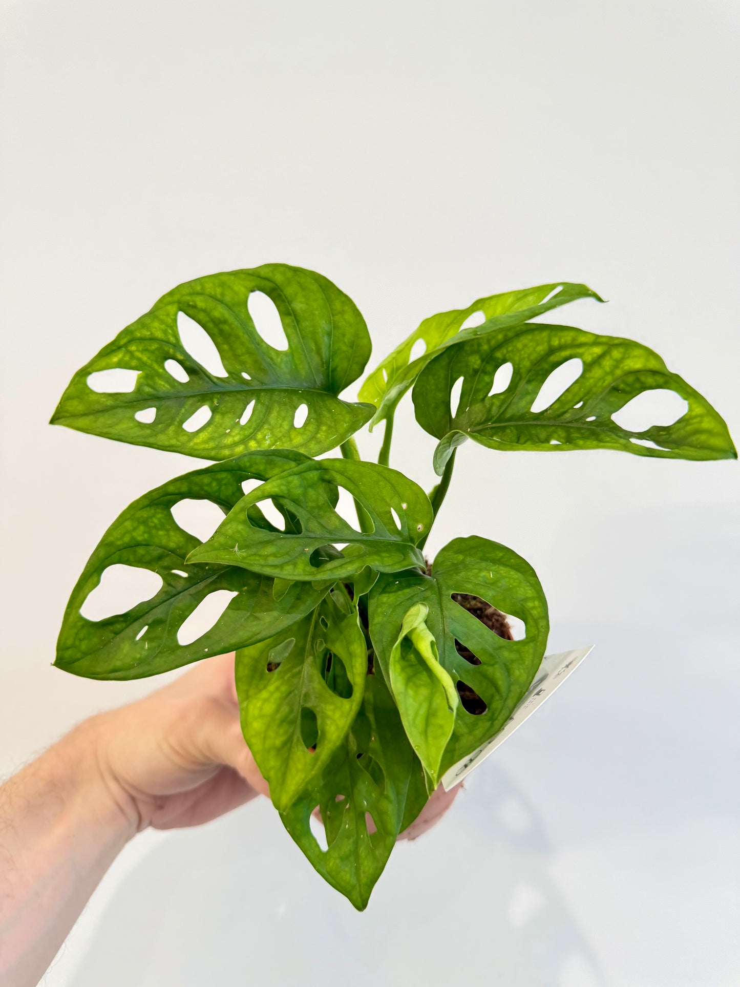 Monstera Monkey Mask - Monstera Adansonii