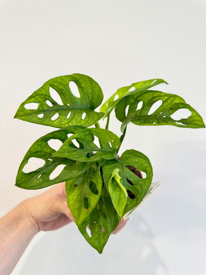 Monstera Monkey Mask - Monstera Adansonii
