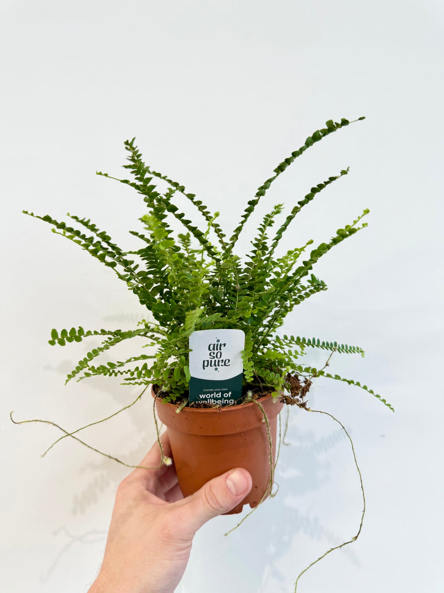 Lemon Button Fern - Nephrolepis Duffii