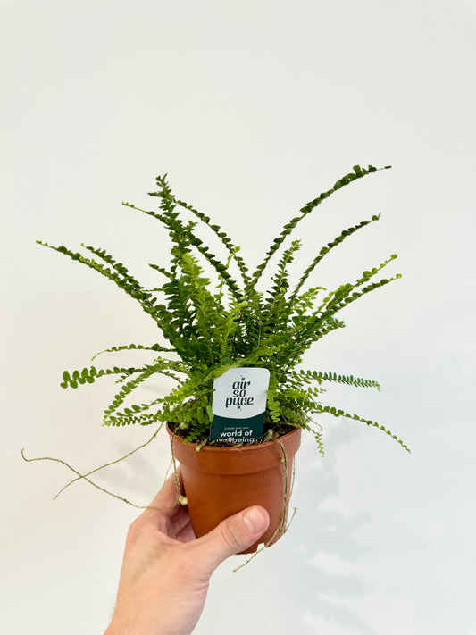 Lemon Button Fern - Nephrolepis Duffii