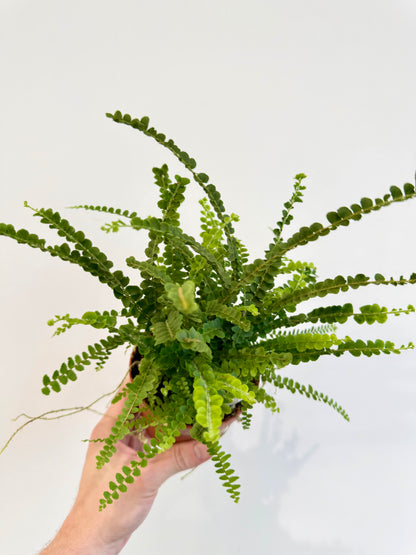 Lemon Button Fern - Nephrolepis Duffii