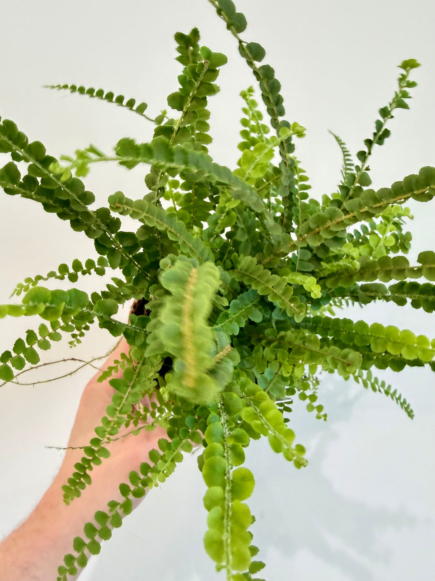 Lemon Button Fern - Nephrolepis Duffii
