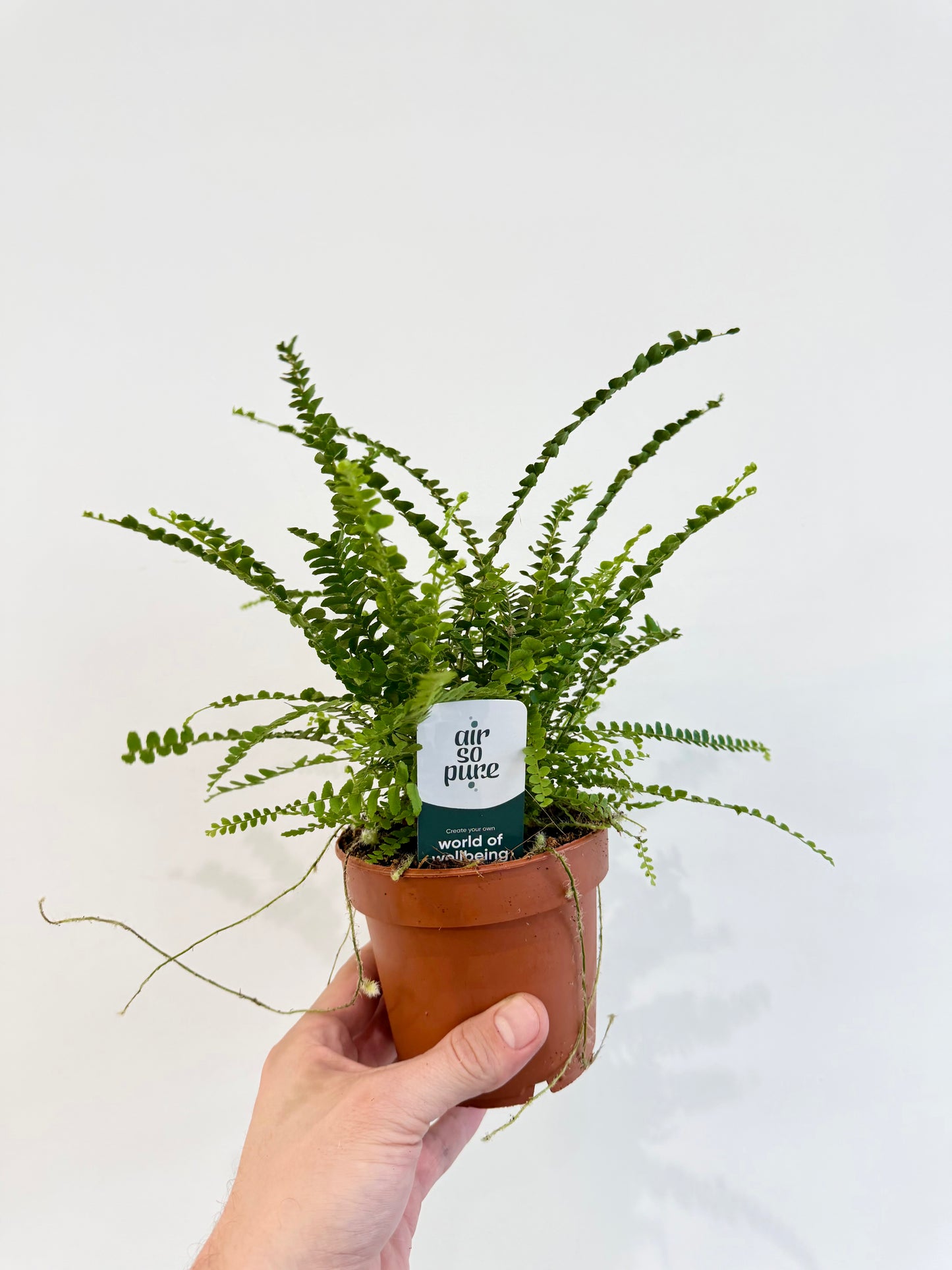 Lemon Button Fern - Nephrolepis Duffii